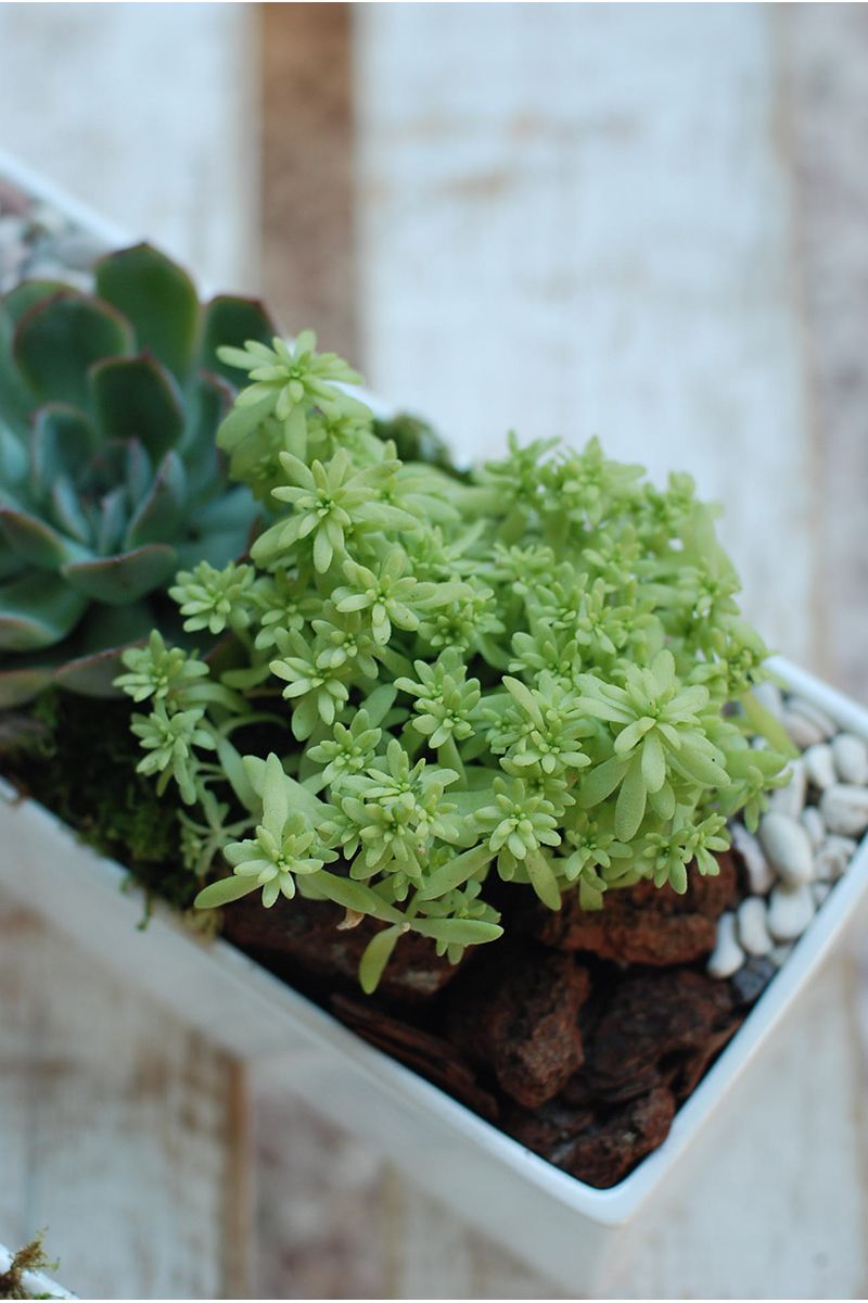 福祿桐組合小盆景 Polyscias Arrangement